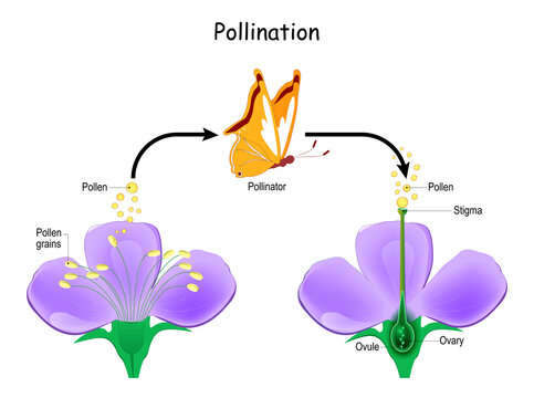 Cross-pollination using an animal of pollinator. butterfly and Anatomy of a flower.
