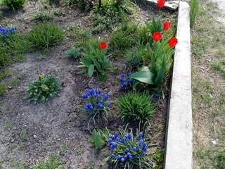 flowers in a garden