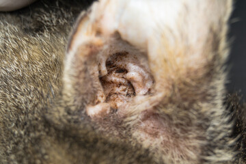 close-up photo of a cat ear with external otitis
