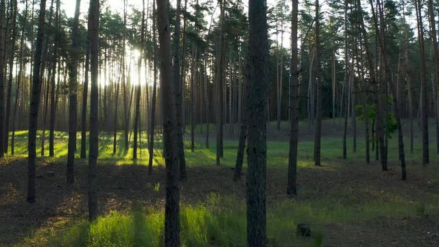 Wild pine forest with green grass under the trees. Moving between trees in beautiful sunny morning just after sunrise.