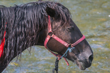 horse close-up in summer  season at the river