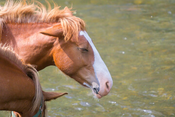 horse close-up in summer  season at the river