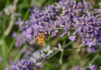 Biene im Lavendel 