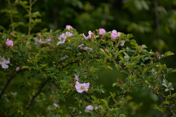 rosehip flowers on beautiful summer day