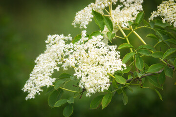 close-up photo of a elderflower in spring season