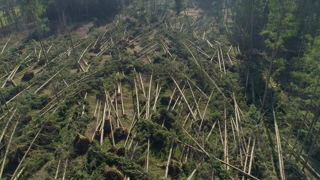 DRONE Wind snapped spruce and pine trees are left scattered after hurricane winds. Flying over a clearing in the coniferous forest caused by extremely strong winds. Dreary aerial shot of windthrow.