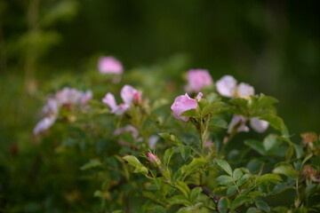 rosehip flowers on beautiful summer day