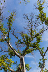 big tree and young green leaves in spring.