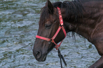 horse close-up in summer  season at the river