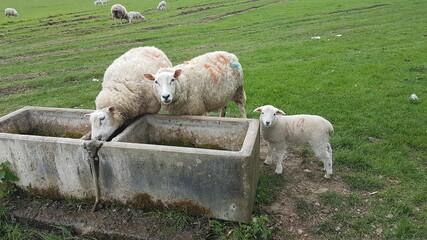 Naklejka premium sheep in the field