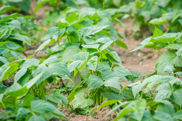 bean field ripening at spring season, agricultural  close-up