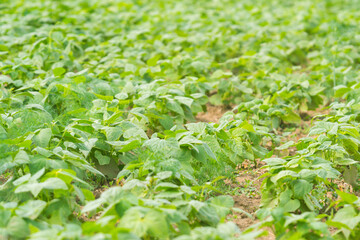 bean field ripening at spring season, agricultural  close-up