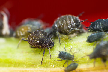 macro photo of aphids on tree branch
