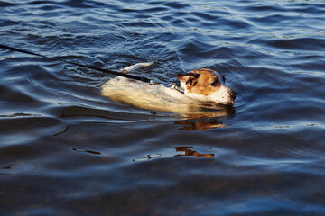 Fototapeta premium Wet Jack Russel Terrier is floating by the river on a leash. Playful dog enjoys cold water in summer heat.