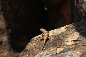 Platysaurus Eidechse Wunderbaum Preotria