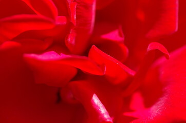Close-up of beautiful bright red rose flower. Rose blossom. Rose petals. Macro. Isolated. Standalone.