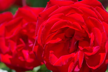 Close-up of beautiful bright red rose flower. Rose blossom. Macro. Isolated. Standalone.