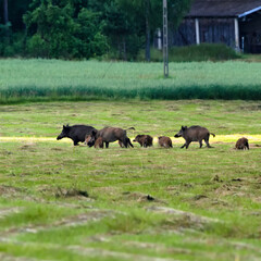 Wild boars in the meadow