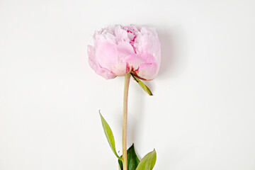 Naklejka na ściany i meble Studio shot of a single beautiful peony flower over white background with a lot of copy space for text. Feminine floral composition. Close up, top view, backdrop, flat lay.