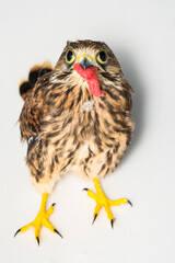 young hawk feeding with raw  beef meat at the veterinary clinic