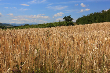 Campo di grano maturo e dorato in collina, calda giornata di inizio estate sotto un cielo azzurro intenso