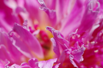 Fototapeta na wymiar Fascinating Close-up of beautiful light pink peony flower. Peony blossom. Macro. Standalone. Isolated. 