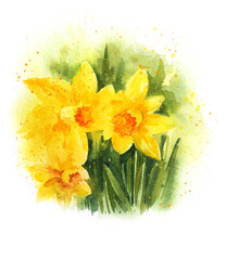 Hand draw watercolor daffodils, spring flowers, yellow flowers     