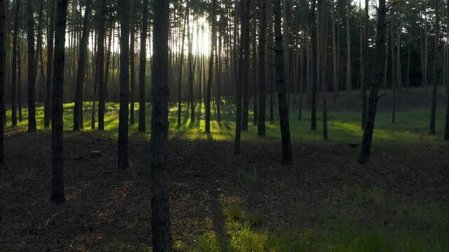 Drone flies sunny morning in pine forest, camera movement between tall green trees in bright sun beams. Summer sunrise in woodland. 