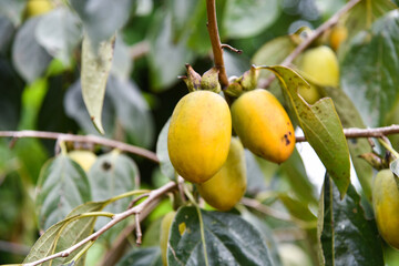 Persimmons ripe in the autumn season and production process
