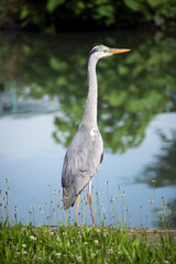 portrait of heron standing in border water in the city with reflect