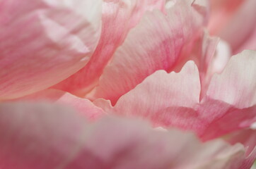 Fototapeta na wymiar Fascinating Close-up of beautiful light pink peony flower. Peony blossom. Macro. Standalone. Isolated. 