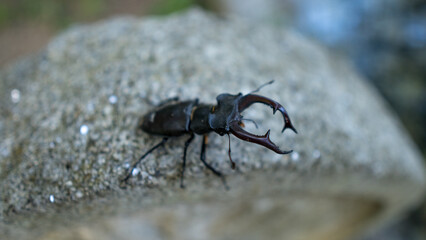 Escornabois insect in the nature 