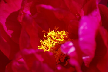 Fascinating Close-up of beautiful cherry red peony flower. Peony blossom. Macro. Standalone. Isolated.