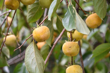 Persimmons ripe in the autumn season and production process