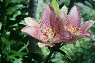 two large lilies on a green background
