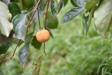 Obraz premium Persimmons ripe in the autumn season and production process