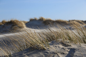 Dune landscape with marram grass in Amrum, Germany