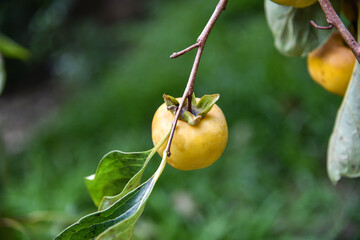 Persimmons ripe in the autumn season and production process