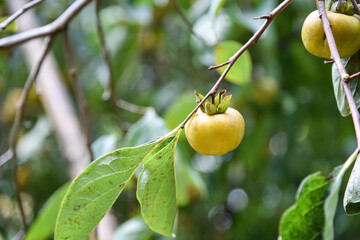 Persimmons ripe in the autumn season and production process