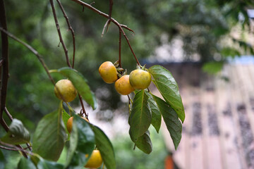 Persimmons ripe in the autumn season and production process