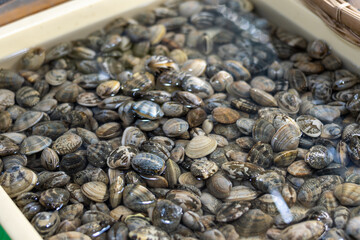 Clams in a basket, Seafood market - Japan © ACOBA
