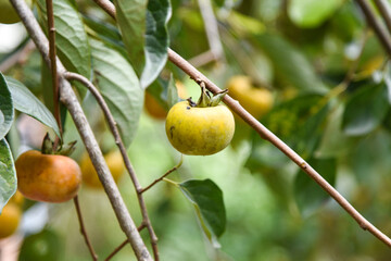 Persimmons ripe in the autumn season and production process