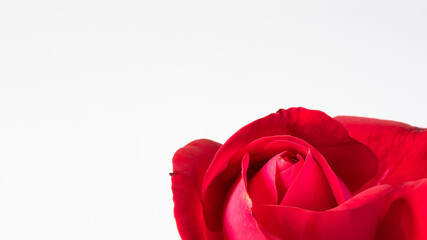 Red rose isolated. Floral background, letter paper with copy space.
