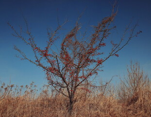 drzewo z czerwonymi owocami na tle błękitnego nieba