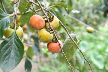 Persimmons ripe in the autumn season and production process