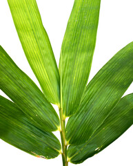 Green bamboo leaves on white background.