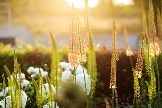 Foxtail lilies. Desert Candles, Eremurus.