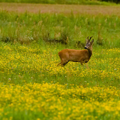 One deer in the meadow.