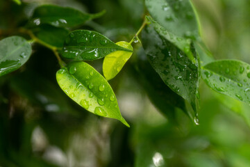 Large drops of transparent rain water on a green leaf of ficus macro.Drops of dew in the morning glow.leaf texture in nature.