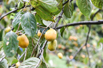 Persimmons ripe in the autumn season and production process